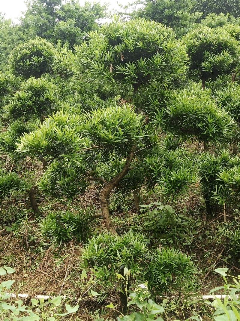 茶花