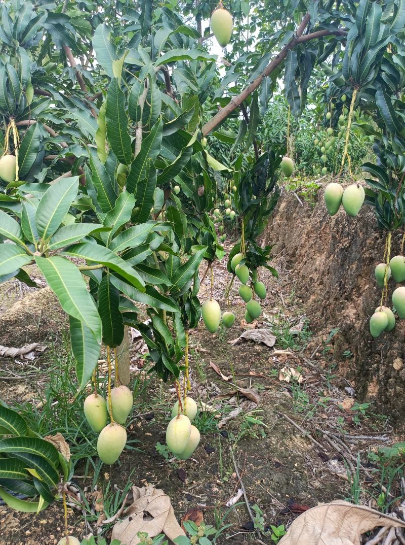 云南河口早熟小台农，现在大量上市，现摘现发，