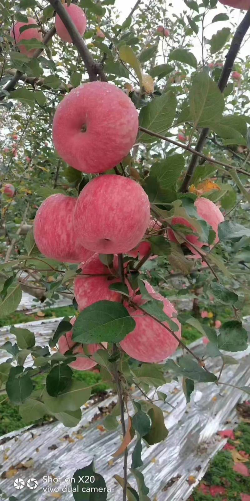 苹果，红富士苹果