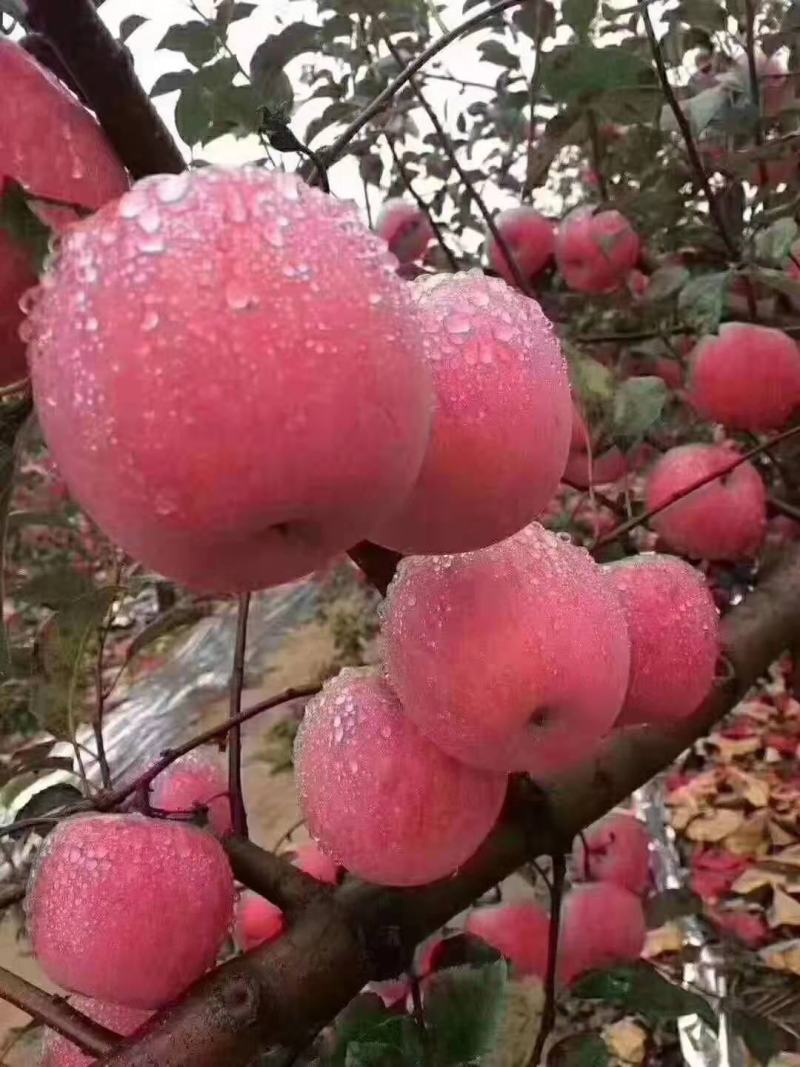 苹果，红富士苹果
