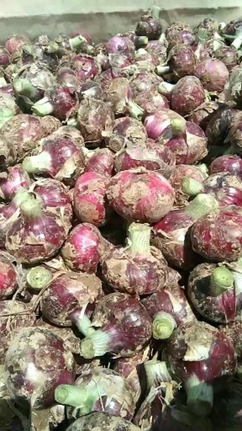洋葱，紫皮二红洋葱大量上市适合零售批发电商，对接超市