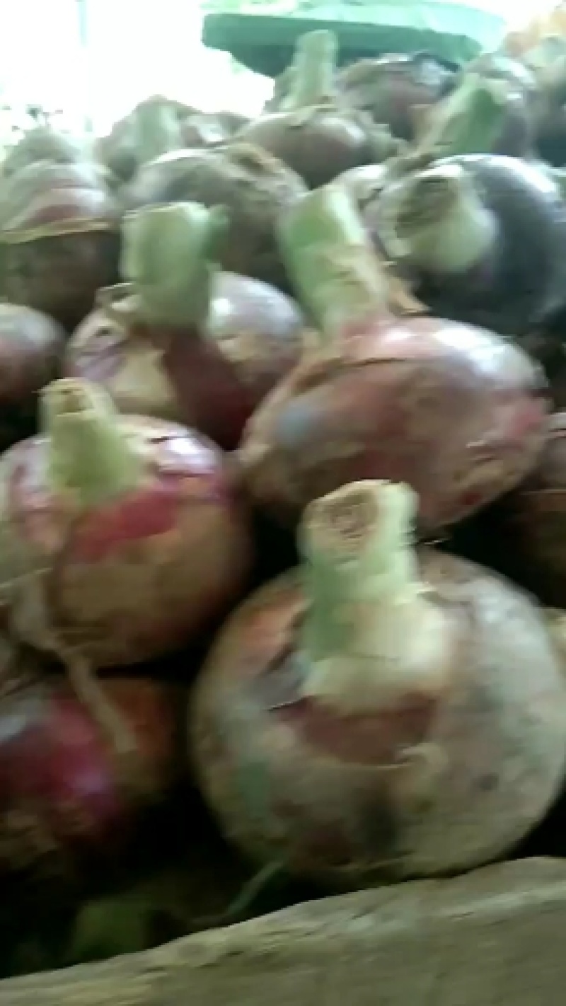 洋葱，紫皮二红洋葱大量上市适合零售批发电商，对接超市