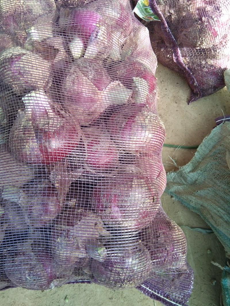 洋葱，紫皮二红洋葱大量上市适合零售批发电商，对接超市