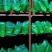 邳州精品红帽蒜苔长度25以上苔长苔绿适合各大批发市场