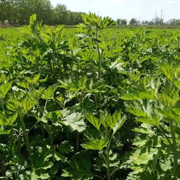 千亩艾草基地，政府扶贫项目，全棵干货，色绿味香，出绒率高