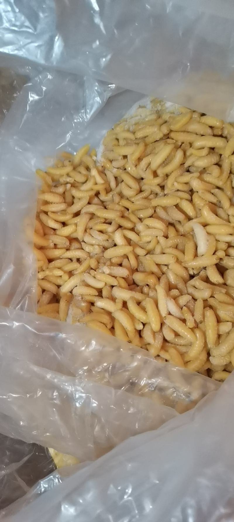 精品树蜂一级蜂蛹
