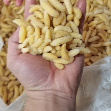 精品树蜂一级蜂蛹