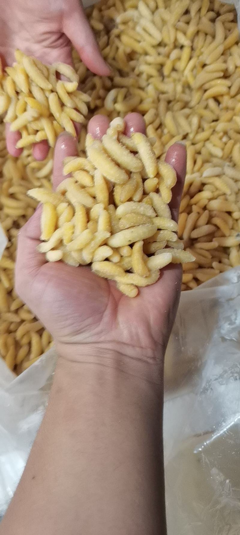 精品树蜂一级蜂蛹
