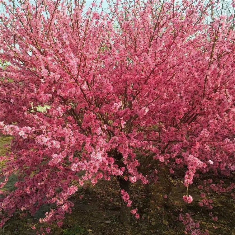 菊花碧桃，泰安菊花碧桃树，批发菊花碧桃，青藤农业