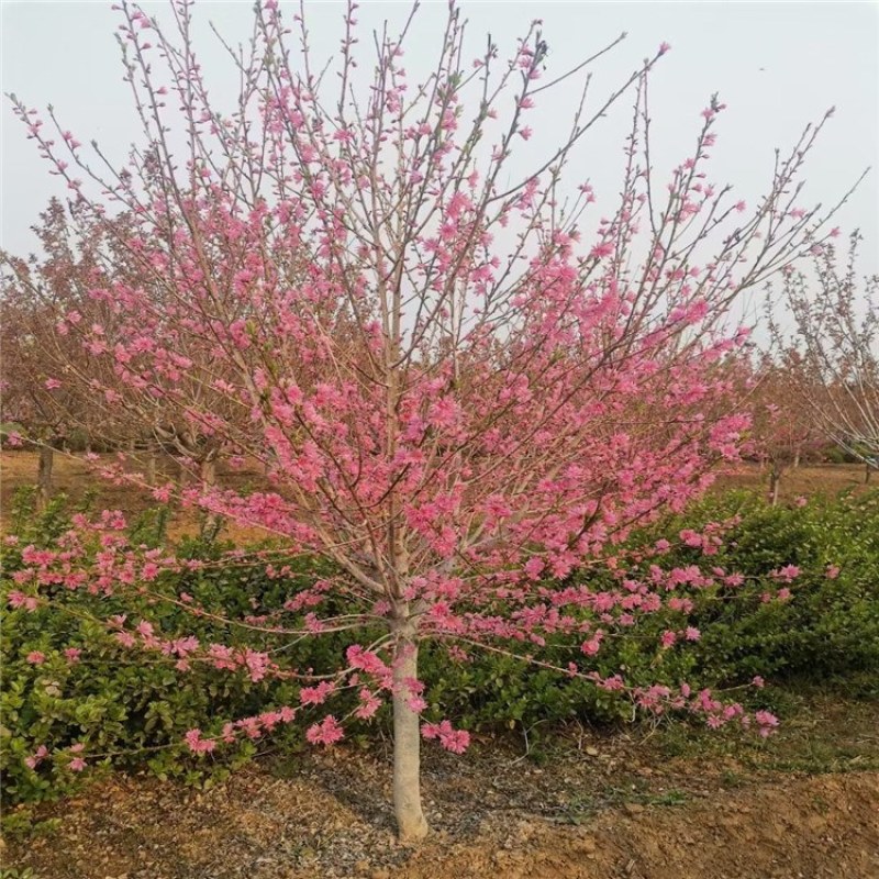 菊花碧桃，泰安菊花碧桃树，批发菊花碧桃，青藤农业