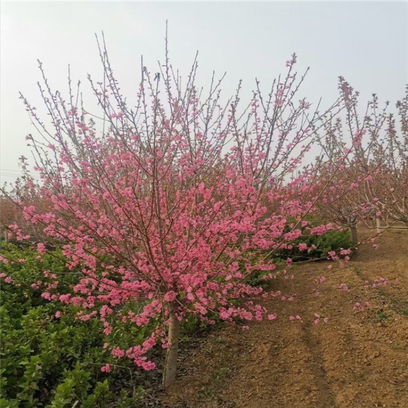 菊花碧桃，泰安菊花碧桃树，批发菊花碧桃，青藤农业