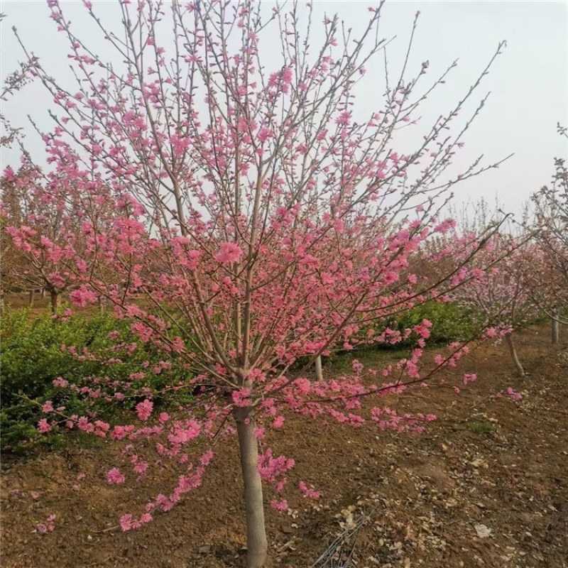 菊花碧桃，泰安菊花碧桃树，批发菊花碧桃，青藤农业