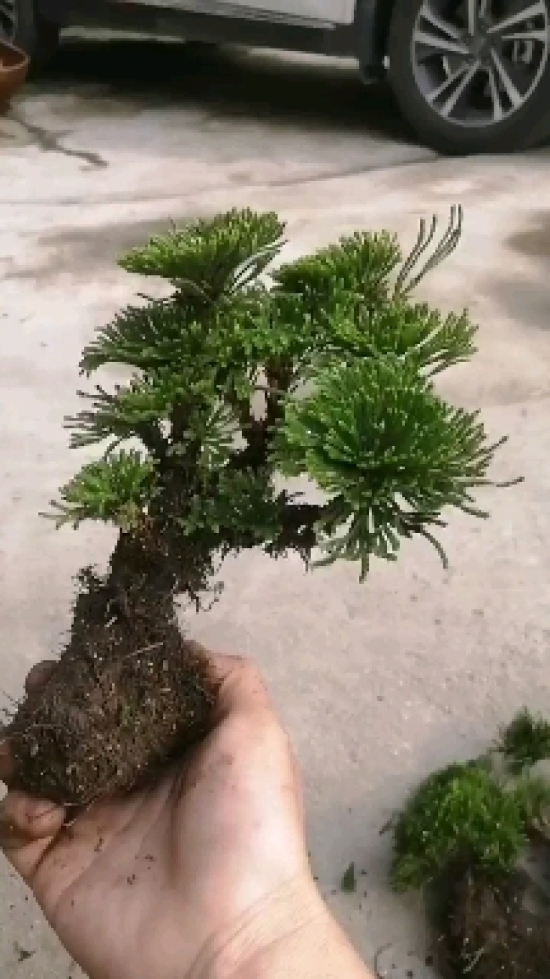 卷柏不同订货量，价格差异！货源充足量大从优欢迎老板选购