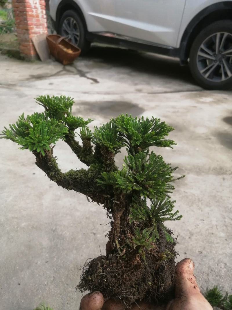 卷柏不同订货量，价格差异！货源充足量大从优欢迎老板选购