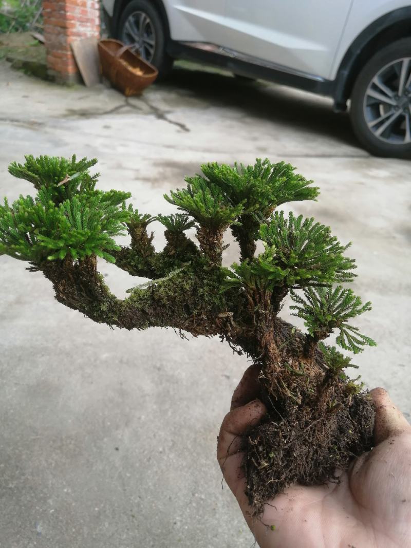 卷柏不同订货量，价格差异！货源充足量大从优欢迎老板选购