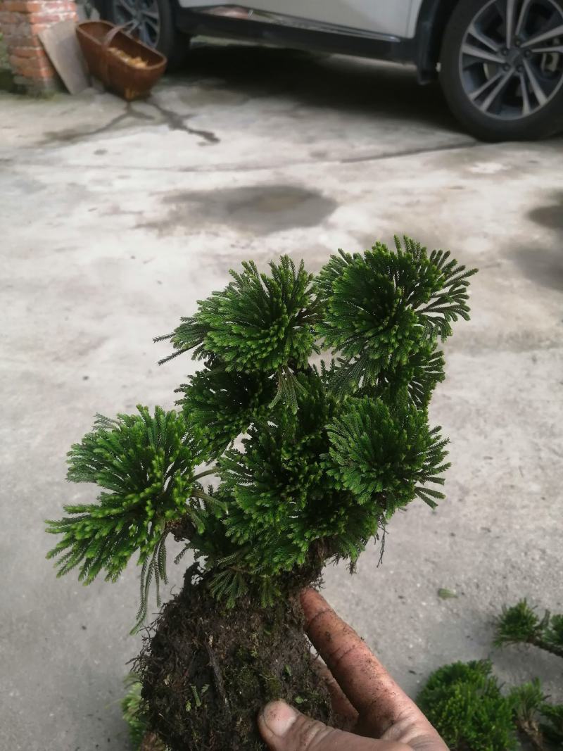 卷柏不同订货量，价格差异！货源充足量大从优欢迎老板选购
