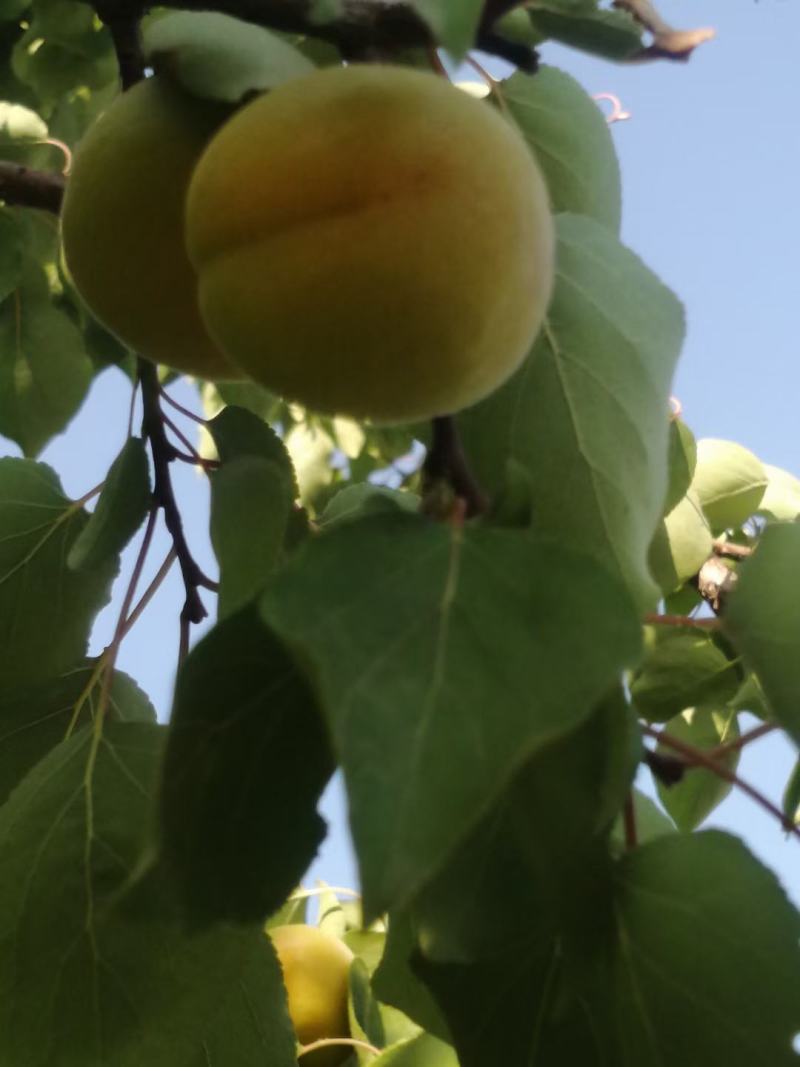 金太阳杏开始上市了