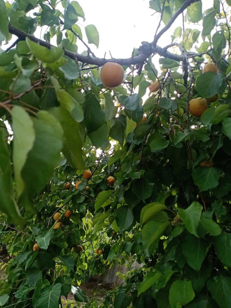 金太阳杏开始上市了