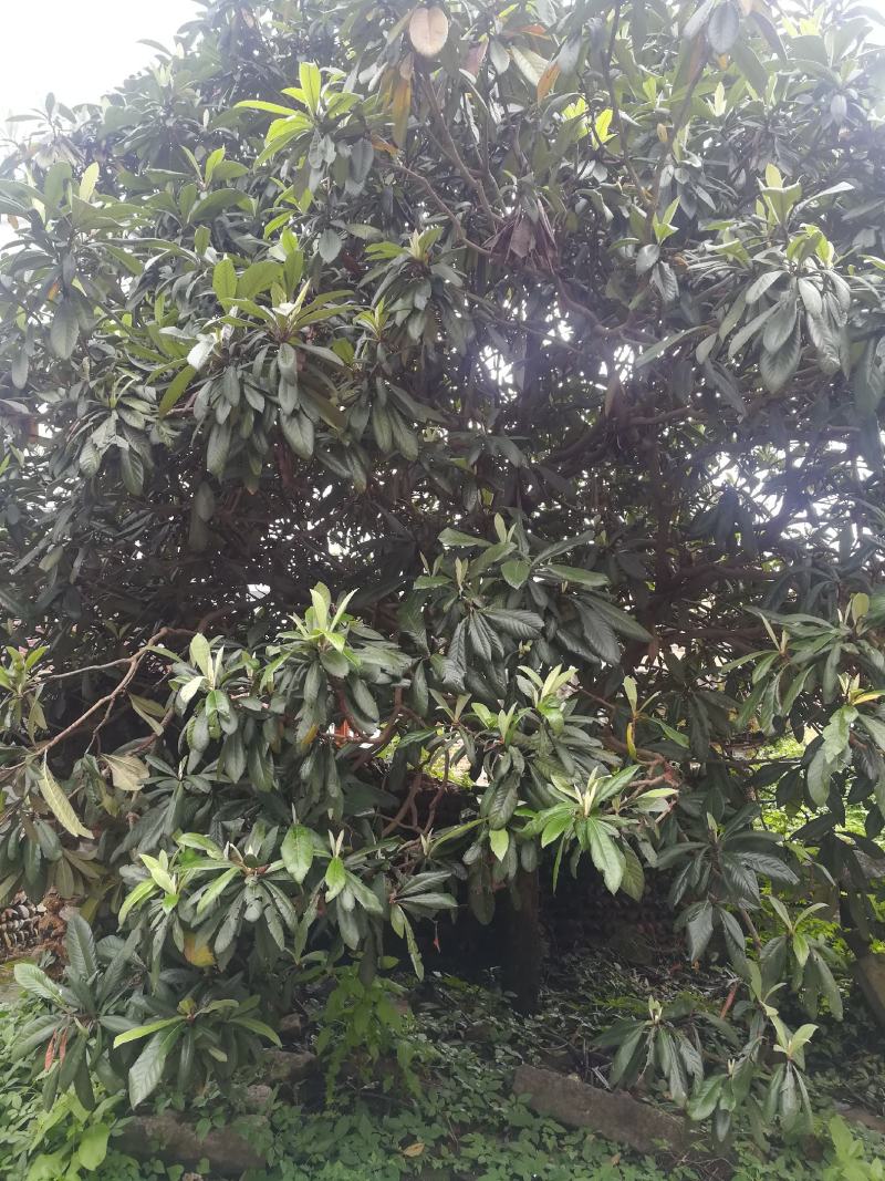枇杷树
