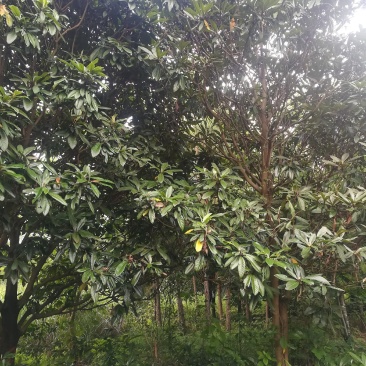 枇杷树