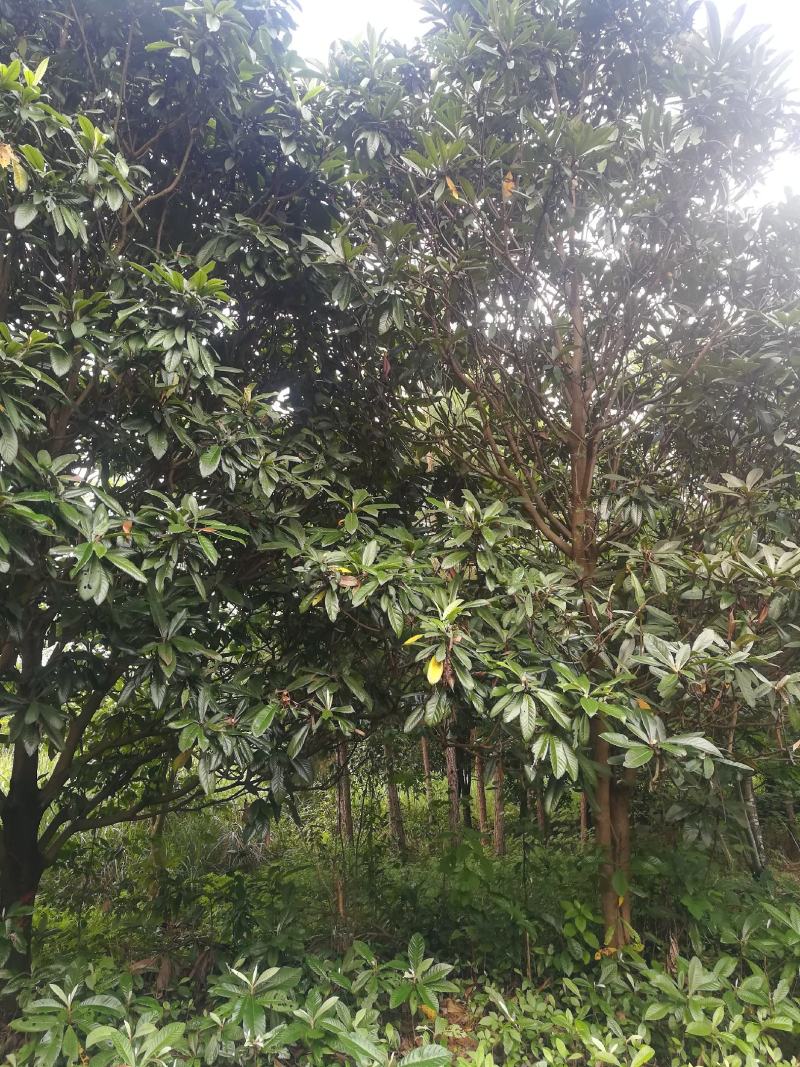 枇杷树