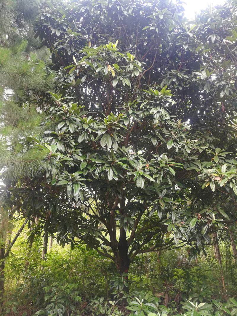 枇杷树