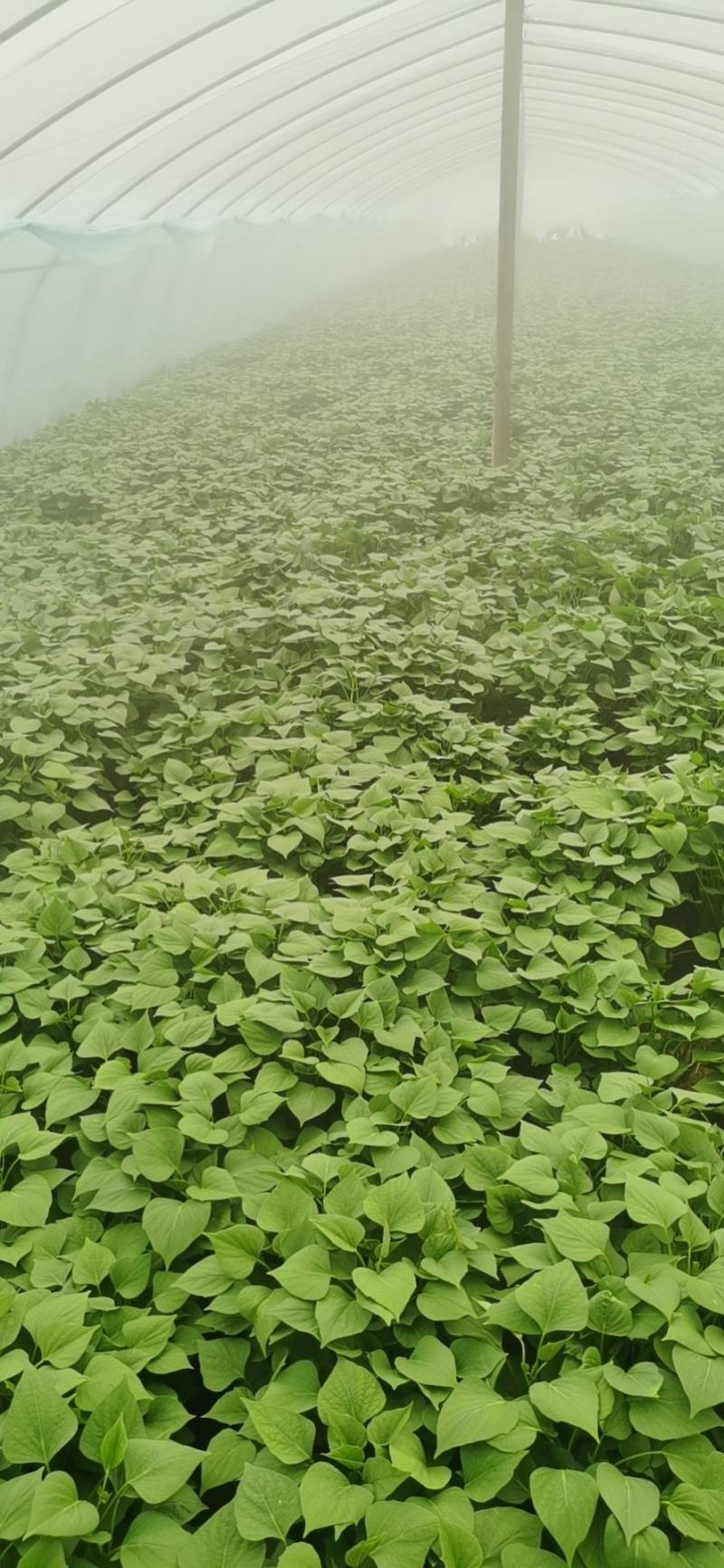美国9408地瓜苗单垄单行质量保证欢迎来电