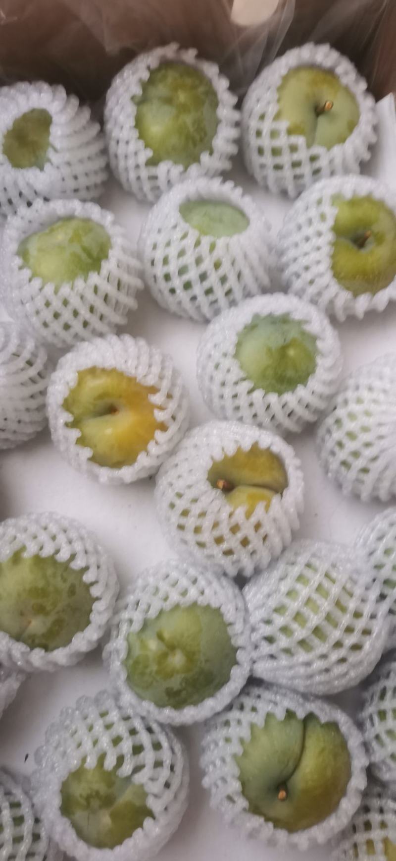 蜂糖李