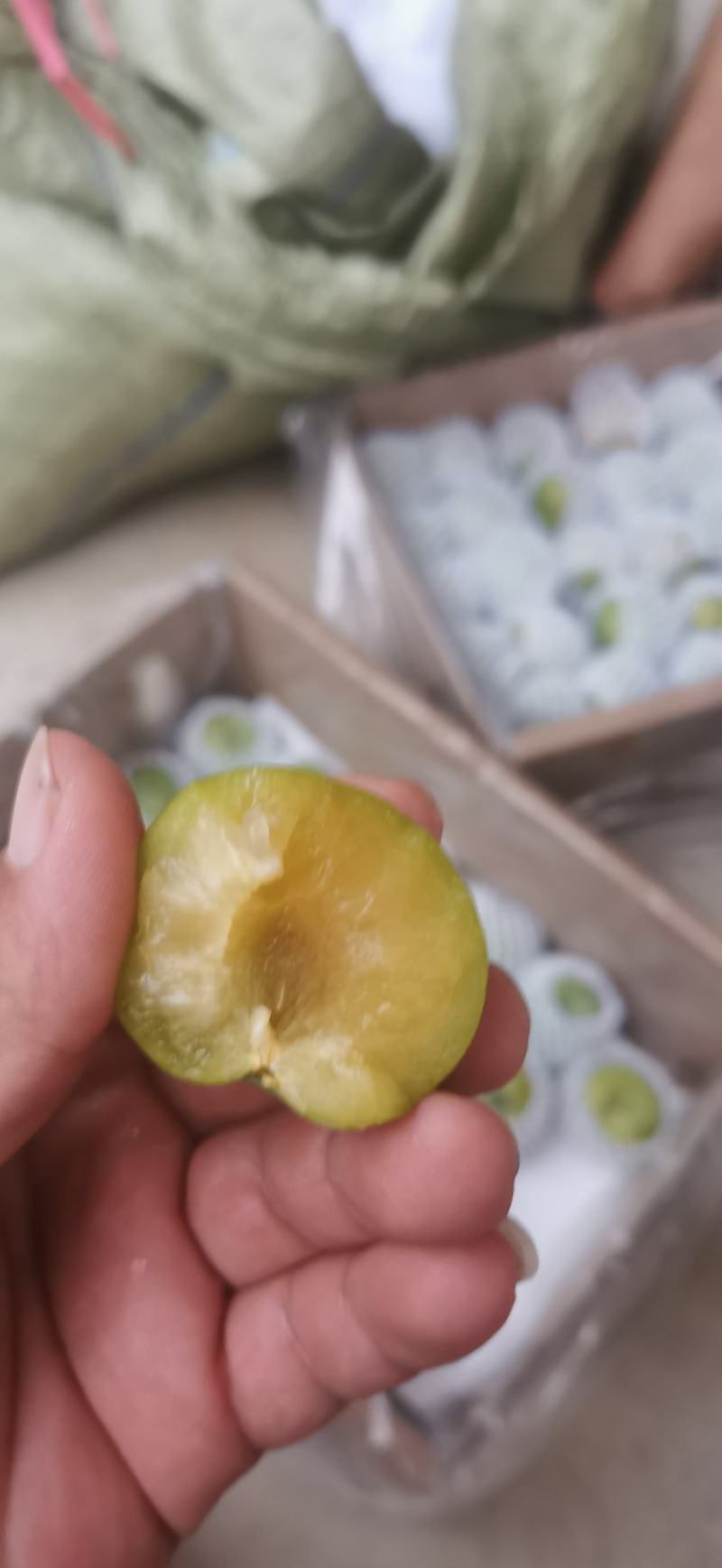 蜂糖李