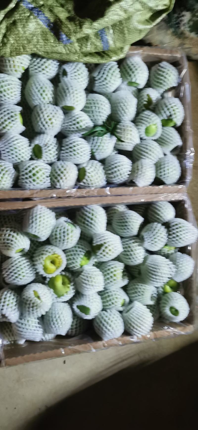 蜂糖李