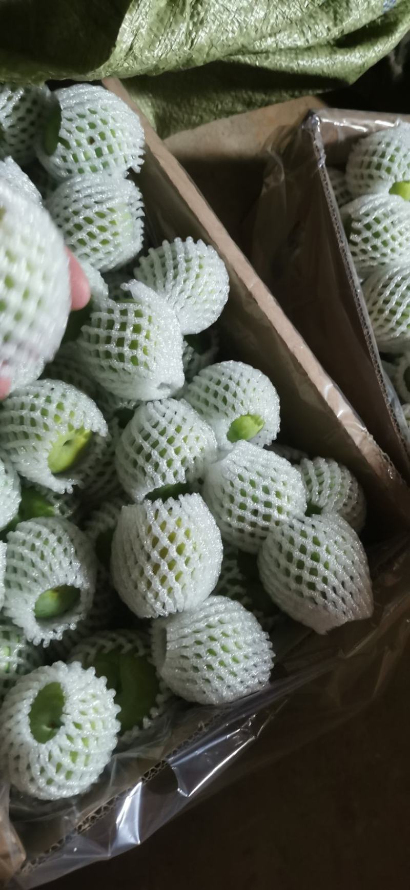 蜂糖李