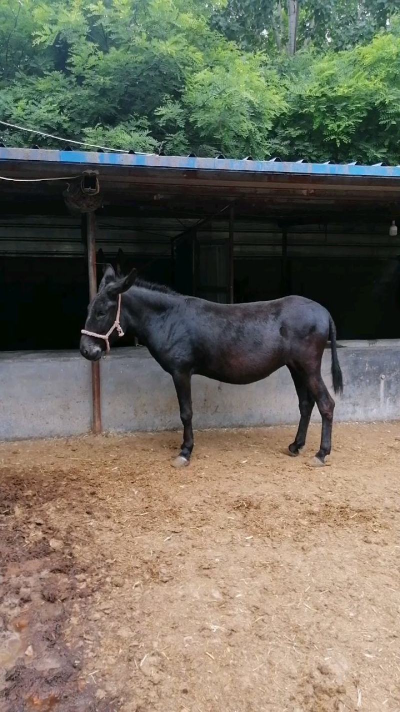 山东养驴基地德州驴三粉驴种驴驴苗大体型肉驴驴苗