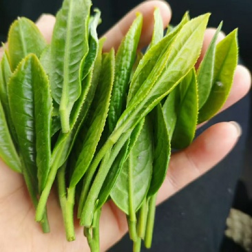高山云雾有机绿茶