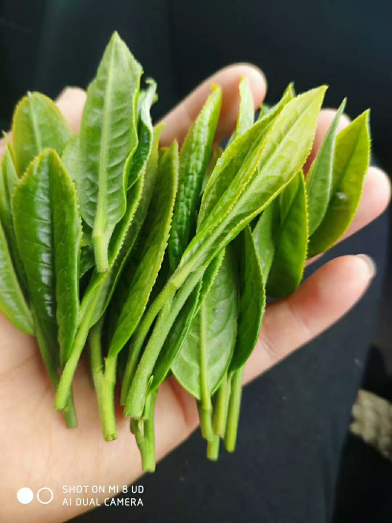 高山云雾有机绿茶