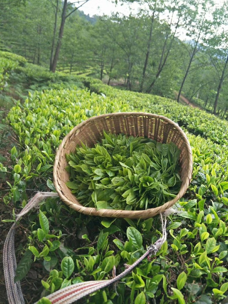 高山云雾有机绿茶