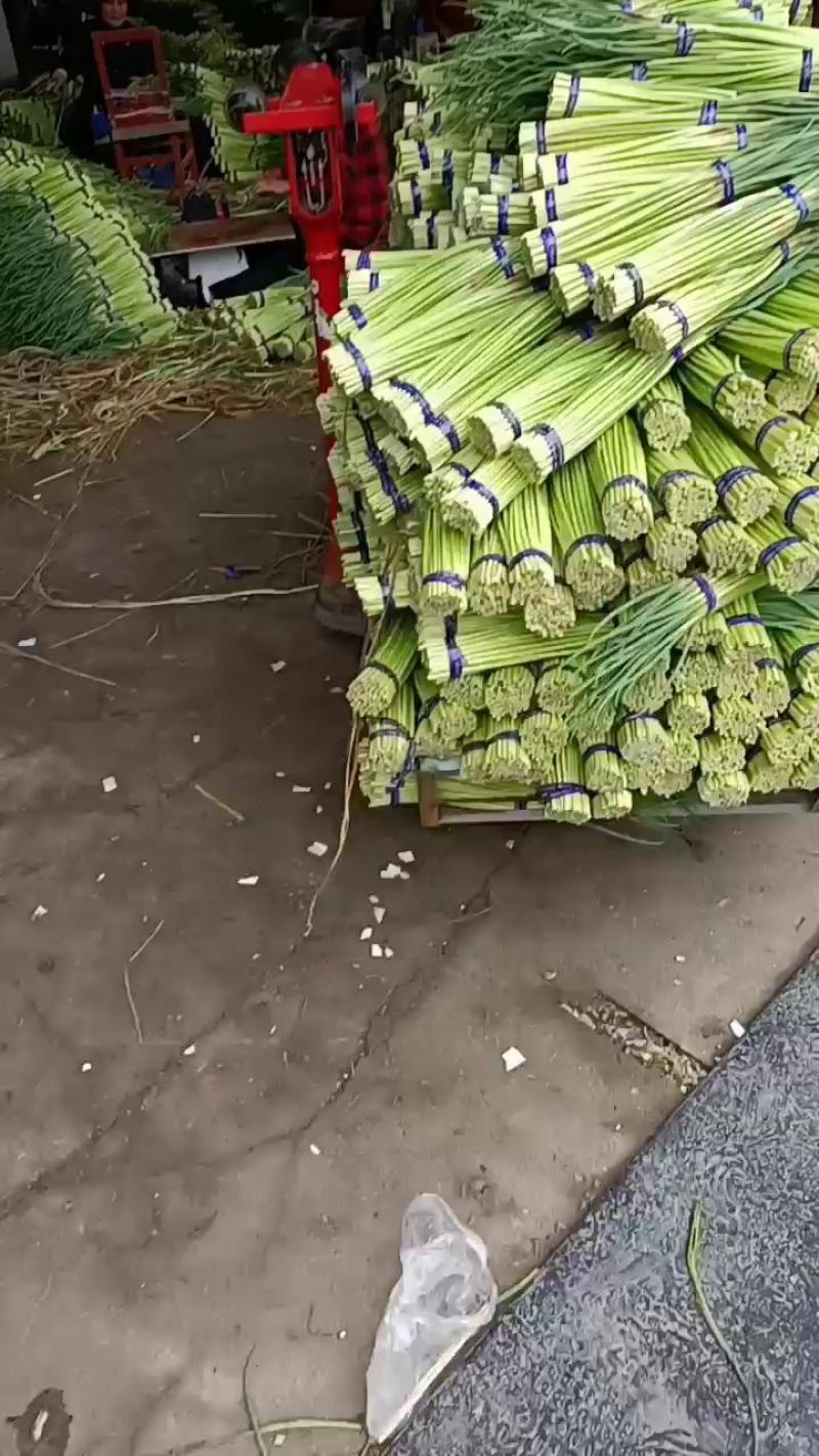 邳州精品红帽蒜苔长度25以上苔长苔绿适合各大批发市场