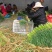邳州精品红帽蒜苔长度25以上苔长苔绿适合各大批发市场