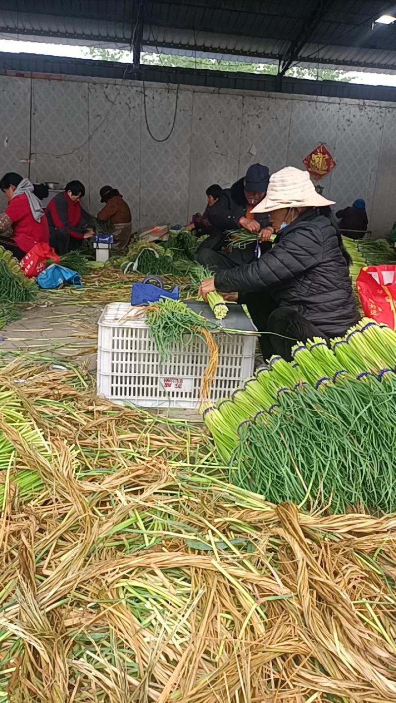 邳州精品红帽蒜苔长度25以上苔长苔绿适合各大批发市场