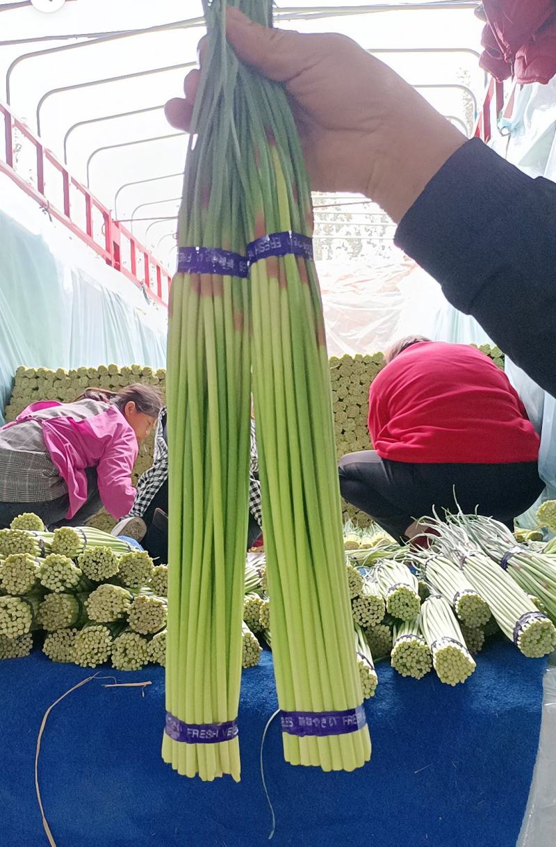 邳州精品红帽蒜苔长度25以上苔长苔绿适合各大批发市场