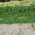 邳州精品红帽蒜苔长度25以上苔长苔绿适合各大批发市场