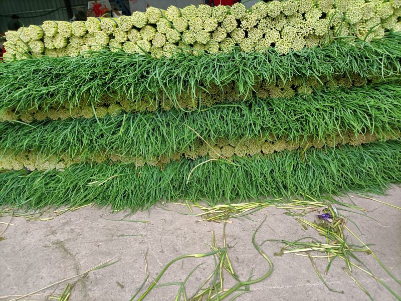 邳州精品红帽蒜苔长度25以上苔长苔绿适合各大批发市场