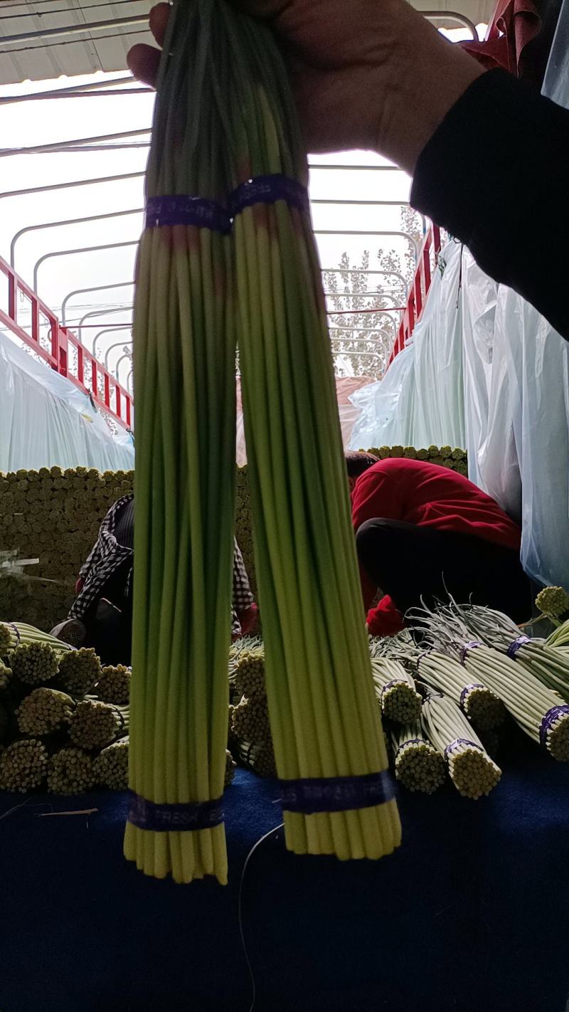 邳州精品红帽蒜苔长度25以上苔长苔绿适合各大批发市场