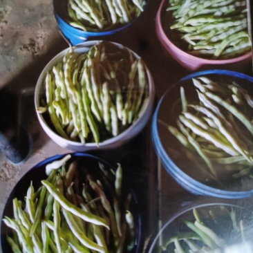 平度芸豆大量上市价格便宜，欢迎各位老板前来收购。