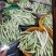 平度芸豆大量上市价格便宜，欢迎各位老板前来收购。