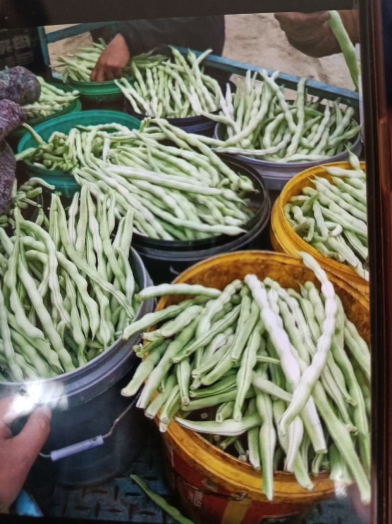平度芸豆大量上市价格便宜，欢迎各位老板前来收购。
