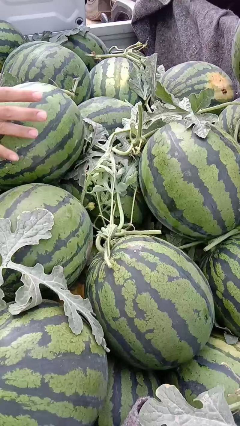 精品西瓜甜王，产地提供，质量保证，支持代发大量上市支持代