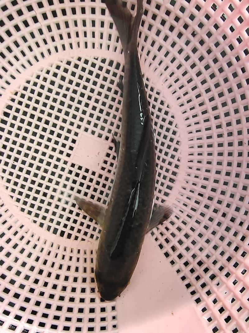 青鱼，乌青鱼，螺丝青，黑鲩鱼。鱼塘水库都适合养殖。