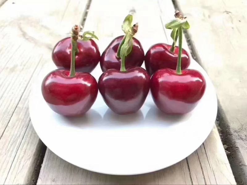 美早大樱桃