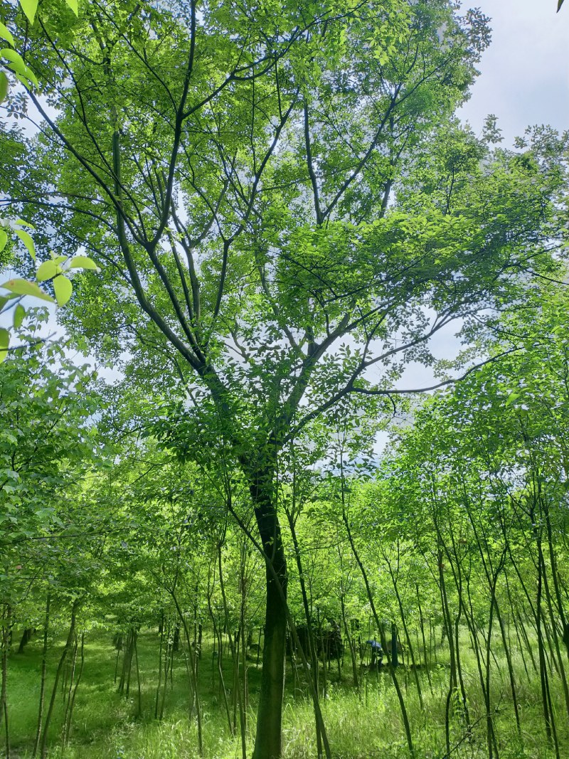 朴树