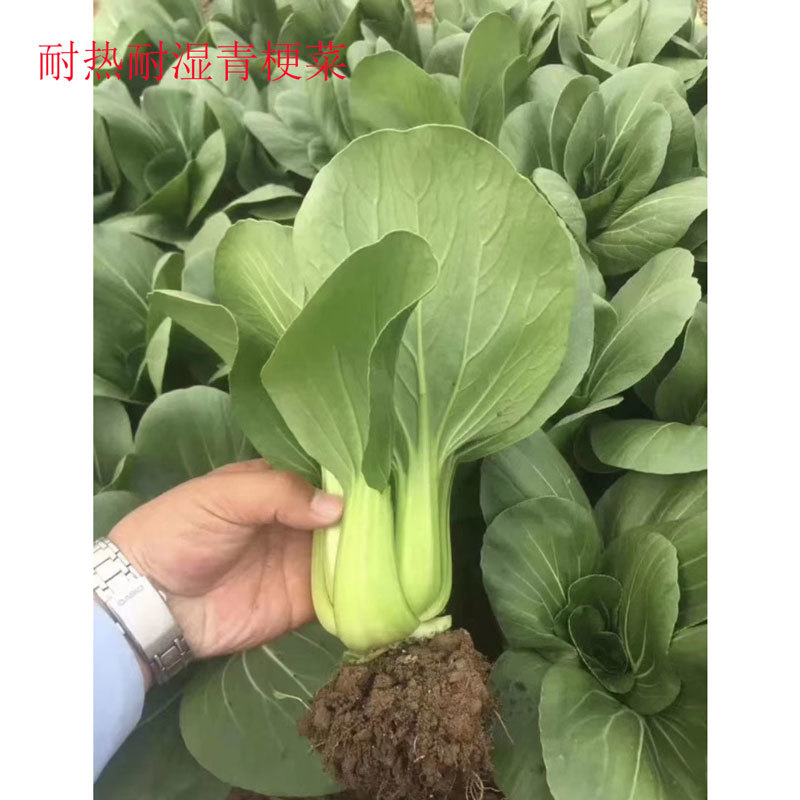 德高骄阳耐热耐湿青梗菜青菜种子高产油亮不拔节青菜种子